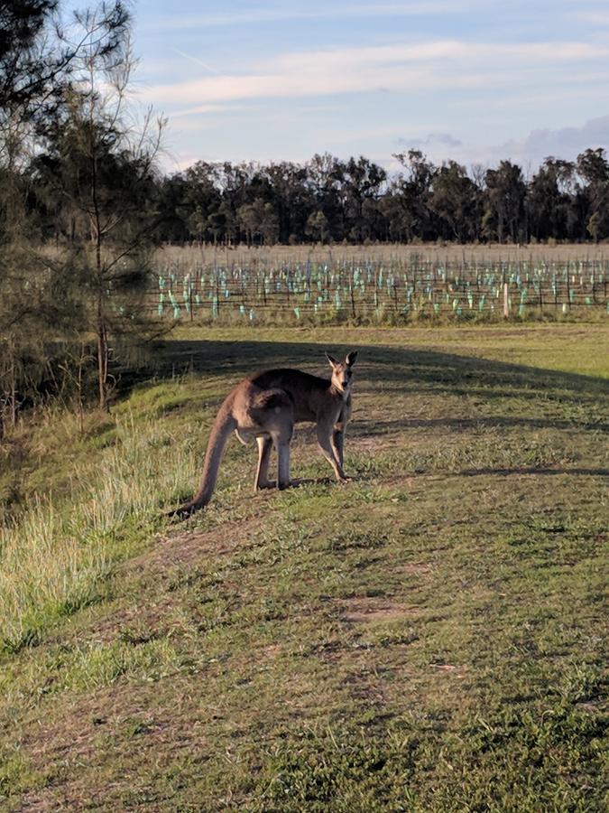 Madigan Wine Country Cottages Lovedale Esterno foto