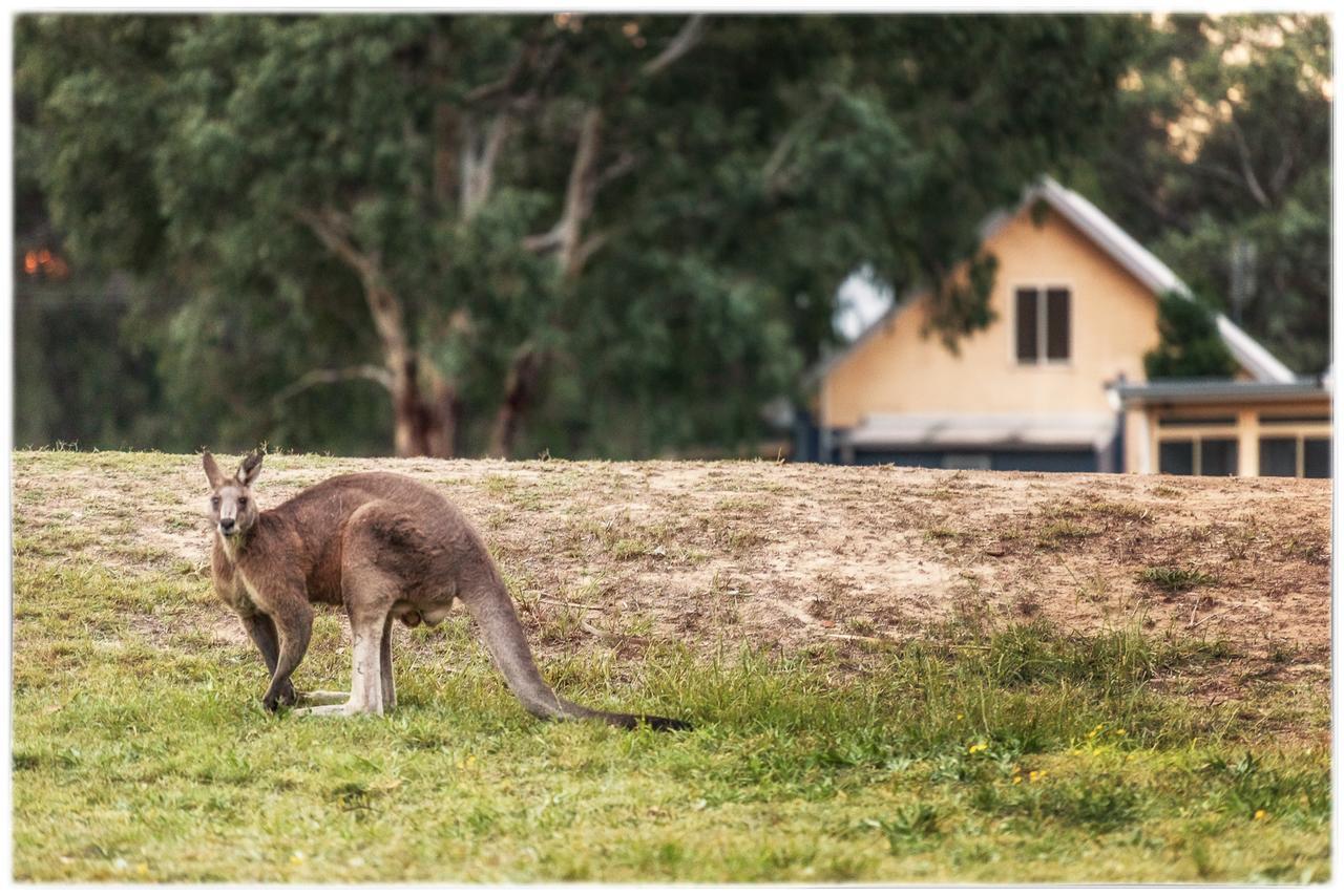 Madigan Wine Country Cottages Lovedale Esterno foto